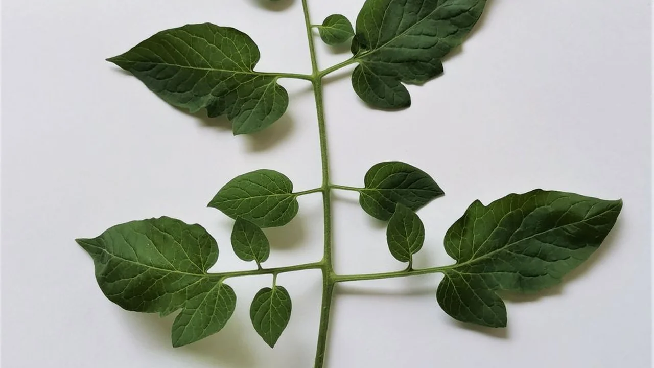 校花主动脱让我网站最新版下载